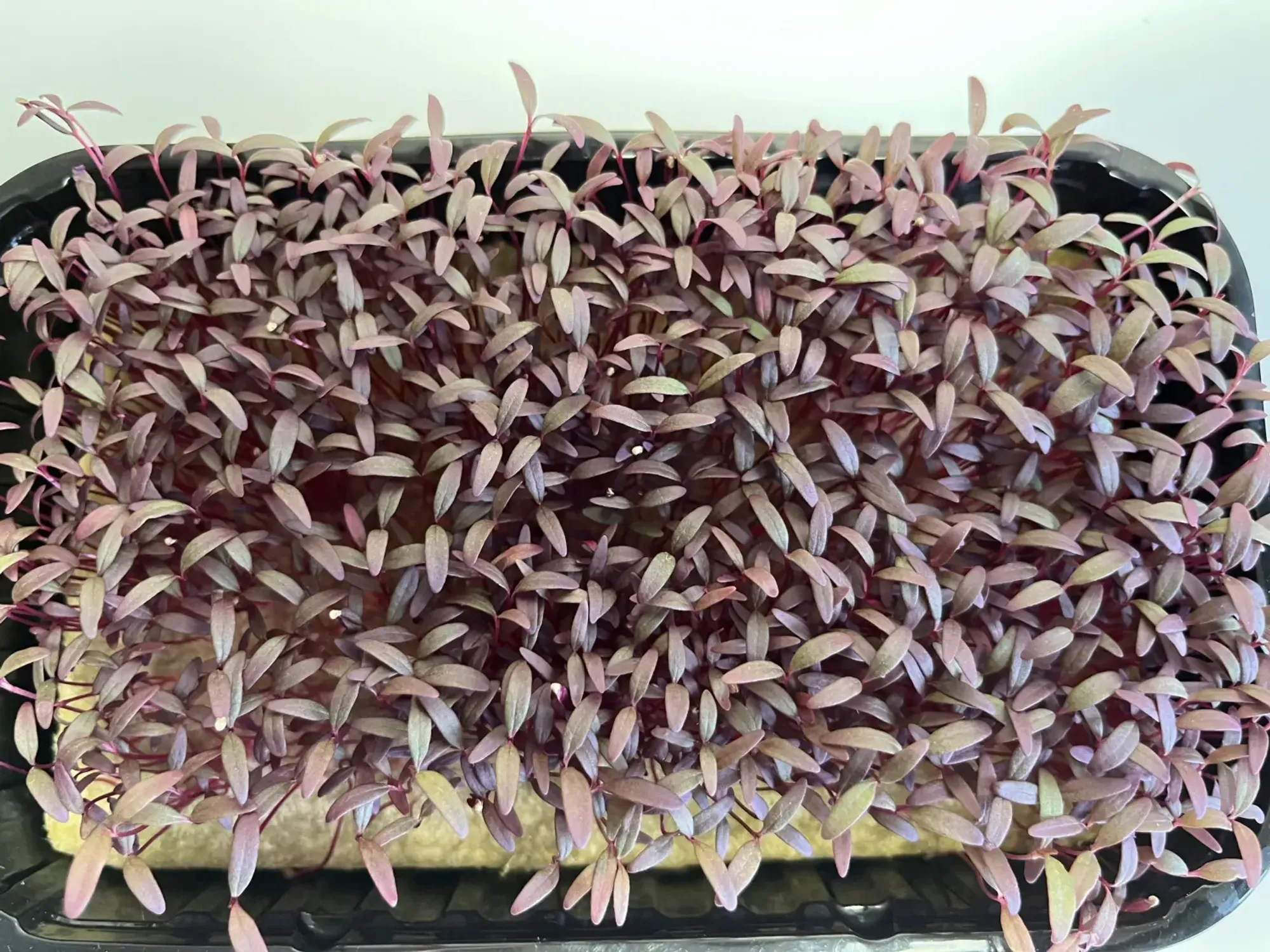 Микрозелень амаранта фото 2